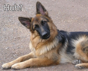 Funny German Shepherd Dog Picture