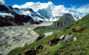View Yak Herding, Kangshung Glacier, Tibet in full screen