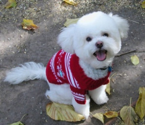 Funny Quotes About Dog Owners #1