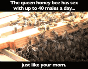 the queen Bee