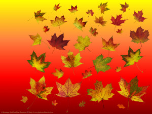 ... Mac Wallpaper, Apple Background Wallpapers 'Thousands of Fall Colors