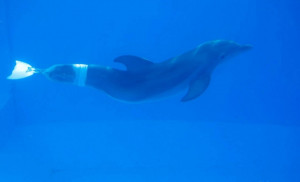Dolphin Tale 4