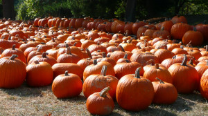 ... june calendars july calendars fall autumn pumpkins pumpkins are
