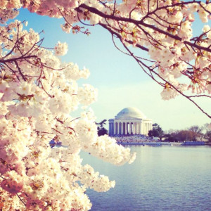 DC is covered in cherry blossoms this week!
