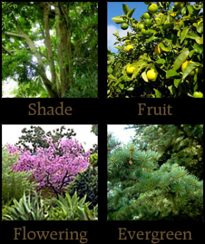 Choose which kind of tree you'd like planted