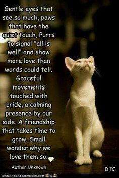 cats anim cat quotes white fur kitti kitty friend eye