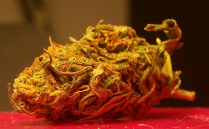 Weed Quotes For Guys Kush and wizdom weed quotes