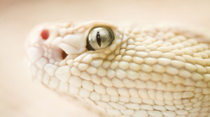 Albino White Snake Wallpaper