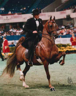 american saddlebred horse conformation useful american saddlebred ...