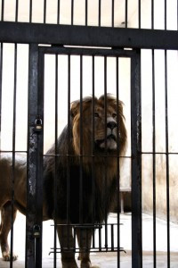 imaginative lion in cage