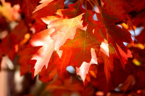 This photograph of the splendour of dying leaves was taken by, Laura ...