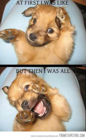 funny cute dog making cute faces