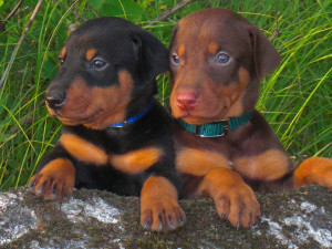 Doberman Pinscher Picture Gallery