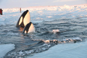 Trapped Hudson Bay Orcas Find Freedom