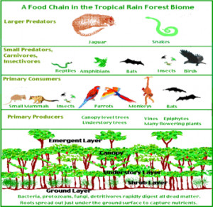 Search Results for: Tropical Rainforest Food Web Consumers