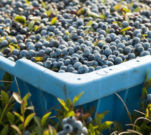 Picking Wild Blueberries Harvest
