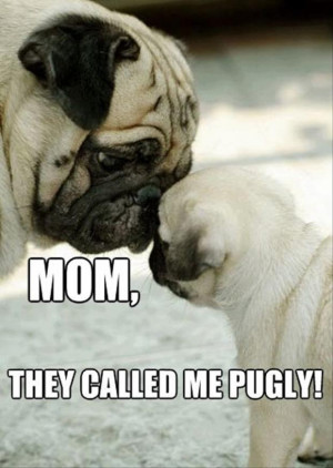 funny pugs dogs