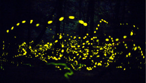 ... see fireflies, otherwise known as lightning bugs, illuminate the sky