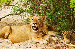 Lioness Protecting Her Cubs
