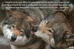 Wolf Pictures with Quotes of Love