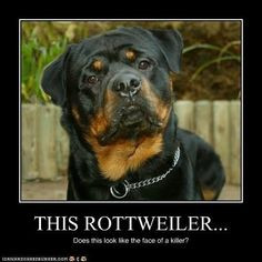 rottweiler more doggie rottweilers friends rottie the face handsome ...