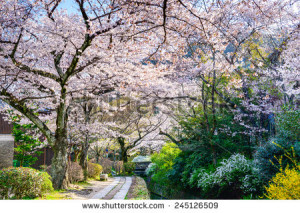 Kyoto, Japan at Philosopher's Walk in the spring season. - stock photo