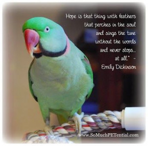 Lisa Desatnik - Google+ #parrot quote about hope