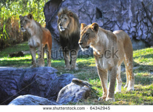 hair of a Lion and Lioness Hungry lion and lionesses