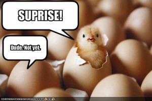 funny chick funny chick suprise animal pictures pics and animal ...
