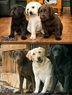before & after, labrador puppy to labrador doggie, funny picture