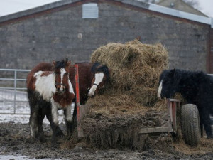 new mexico horse slaughterhouse facebook jpg
