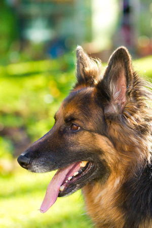 German Shepherd Dog The