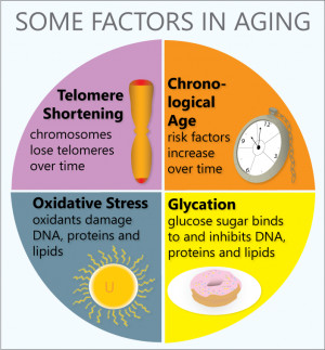 factors_in_aging.png