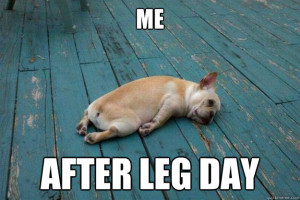 Leg Day Memes, Funny Dog Meme & Hilarious