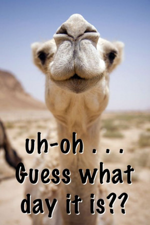 happy hump day gif and have a happy hump day happy hump day happy hump ...