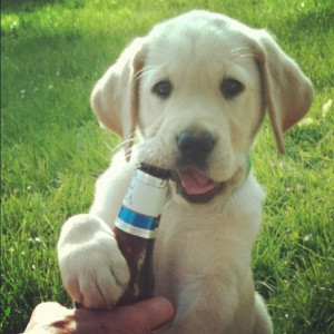 adorable puppy beer yellow lab