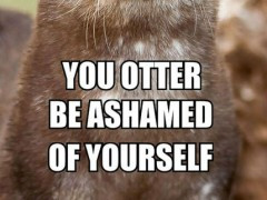 you-otter-be-ashamed-of-yourself-240x180.jpg