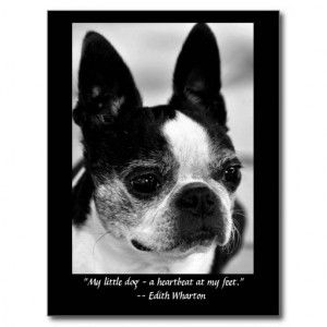 Boston Terrier Close Up Quote Postcard