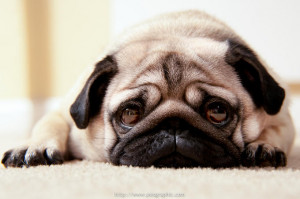 Saddest Pug The World