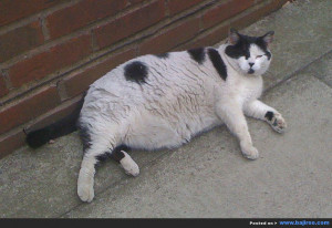 Share this article :