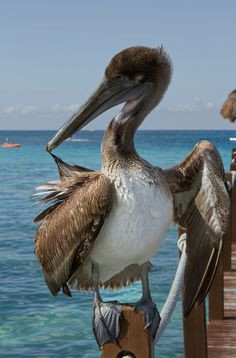 Brown Pelican - Cozumel, Mexico More
