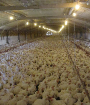 Overcrowded Chicken Shed