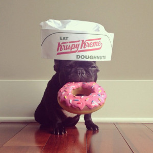 dogs eating donuts