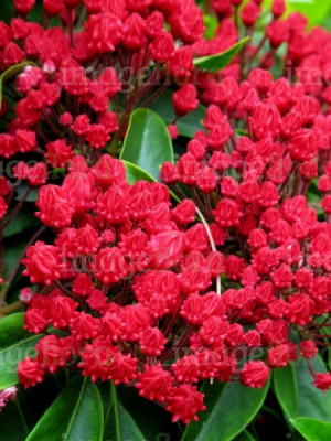 evergreen shrub with red flowers