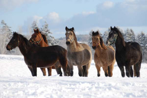 Horses Of Different Category On Snow