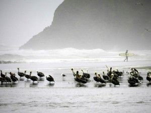 To live content with small means; to see elegance rather than luxury ...