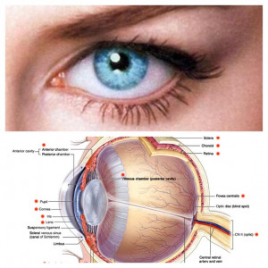 To suppose that the eye . . . could have formed by natural selection ...