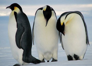 ... Penguins Could Be Dead by 2100 Because of Climate Change: New Report