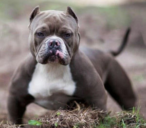Bully Dog