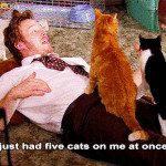 parks and recreation quotes cat parks and recreation quotes amy